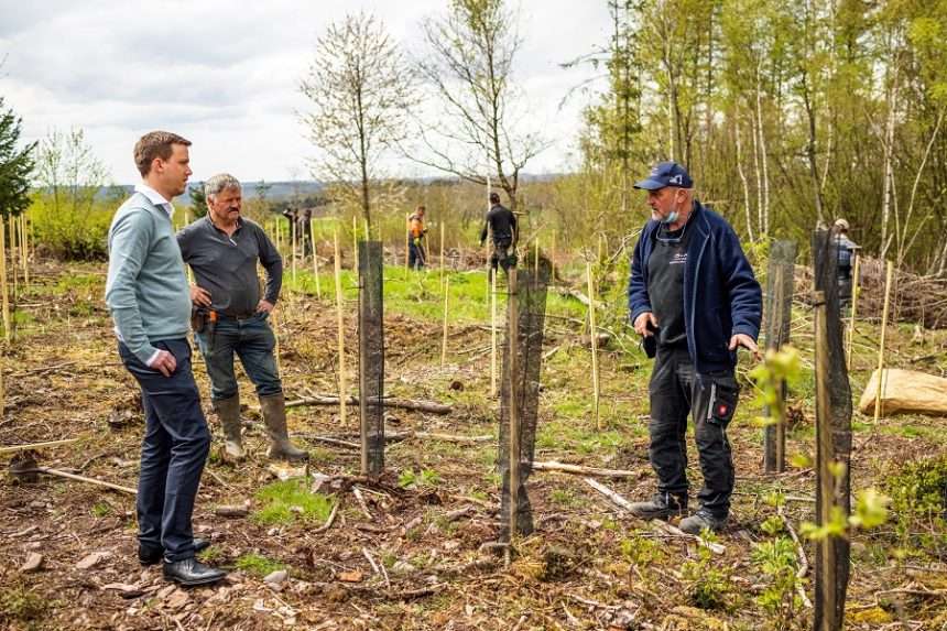 ZILONIS Umweltmanagement - Wiederaufforstung